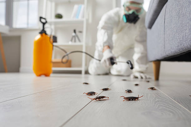 Commercial Rodent Management in Youngwood